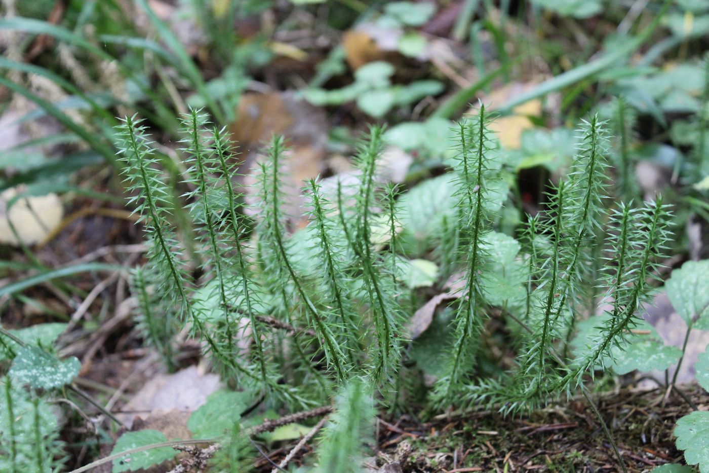 Изображение особи Lycopodium annotinum.