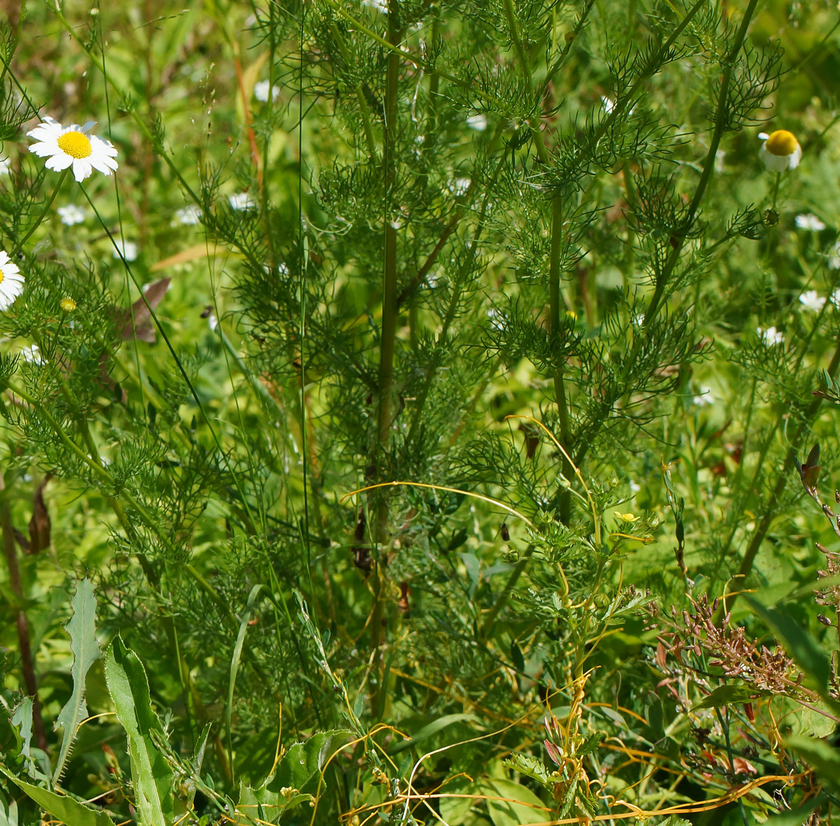 Изображение особи Tripleurospermum inodorum.