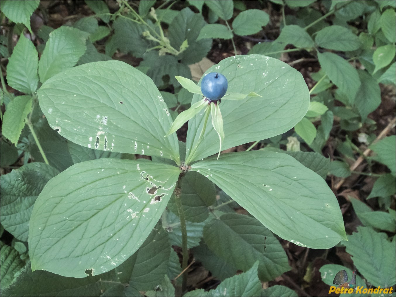 Image of Paris quadrifolia specimen.