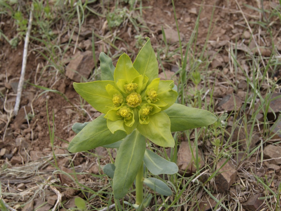 Image of genus Euphorbia specimen.