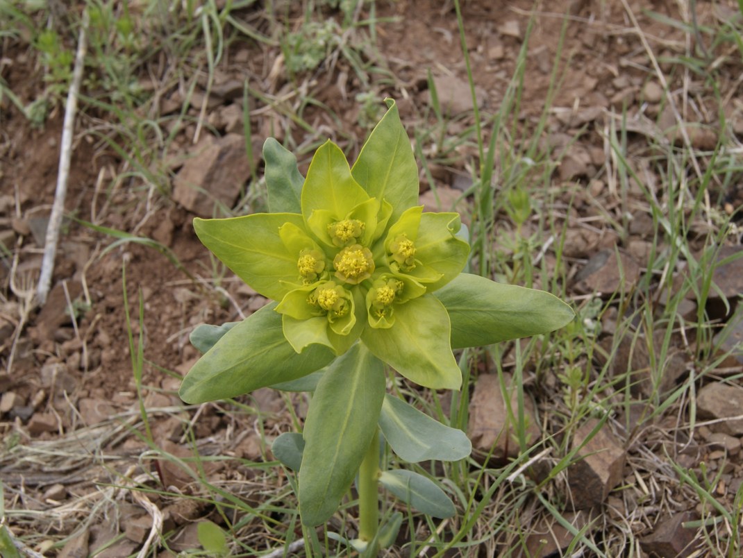 Изображение особи род Euphorbia.