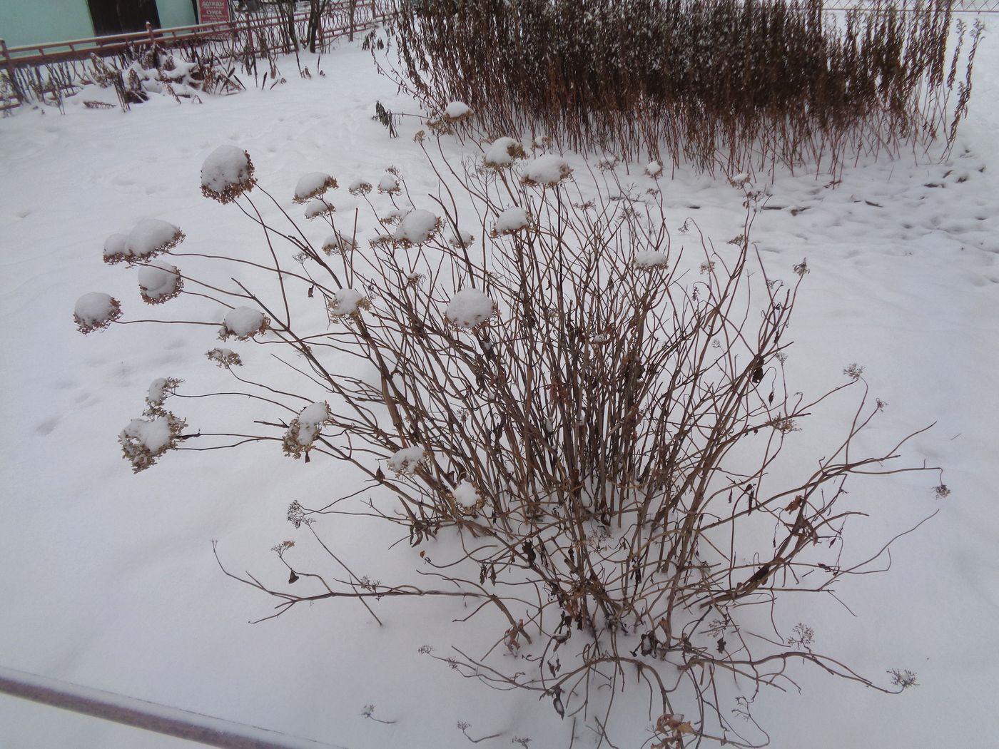 Image of Hydrangea arborescens specimen.