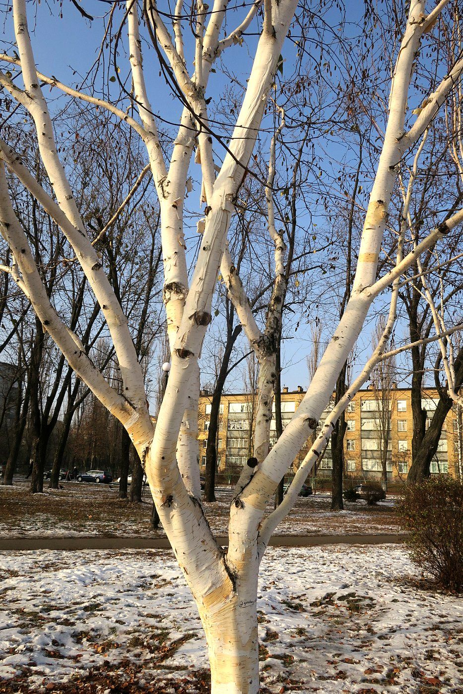 Изображение особи Betula papyrifera.