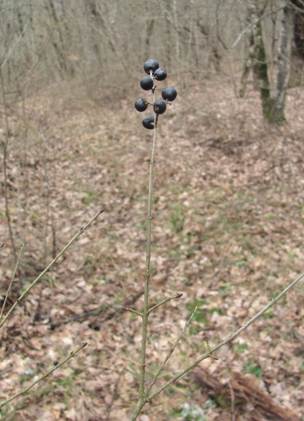 Image of Ligustrum vulgare specimen.