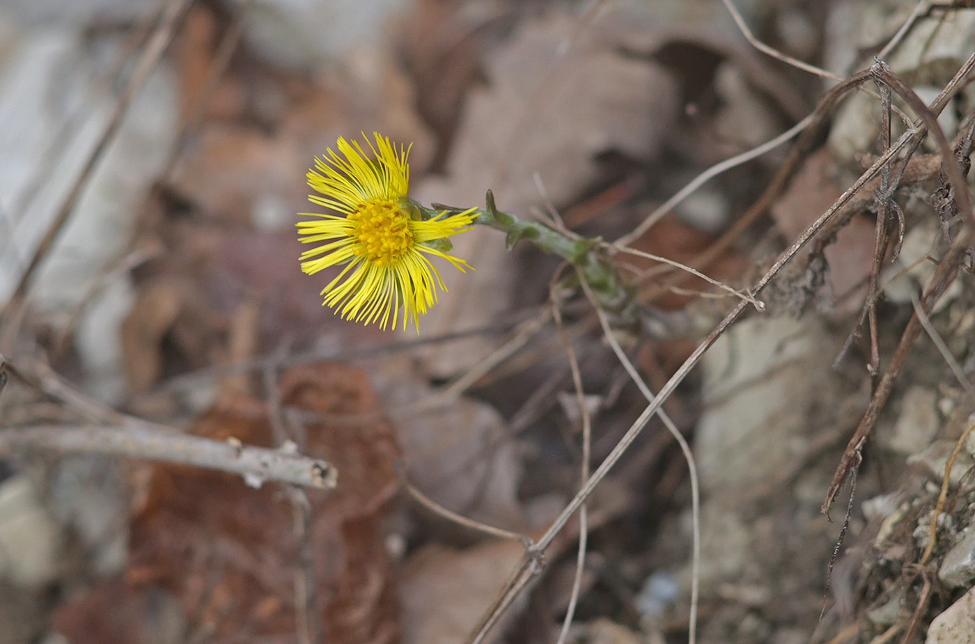 Image of Tussilago farfara specimen.