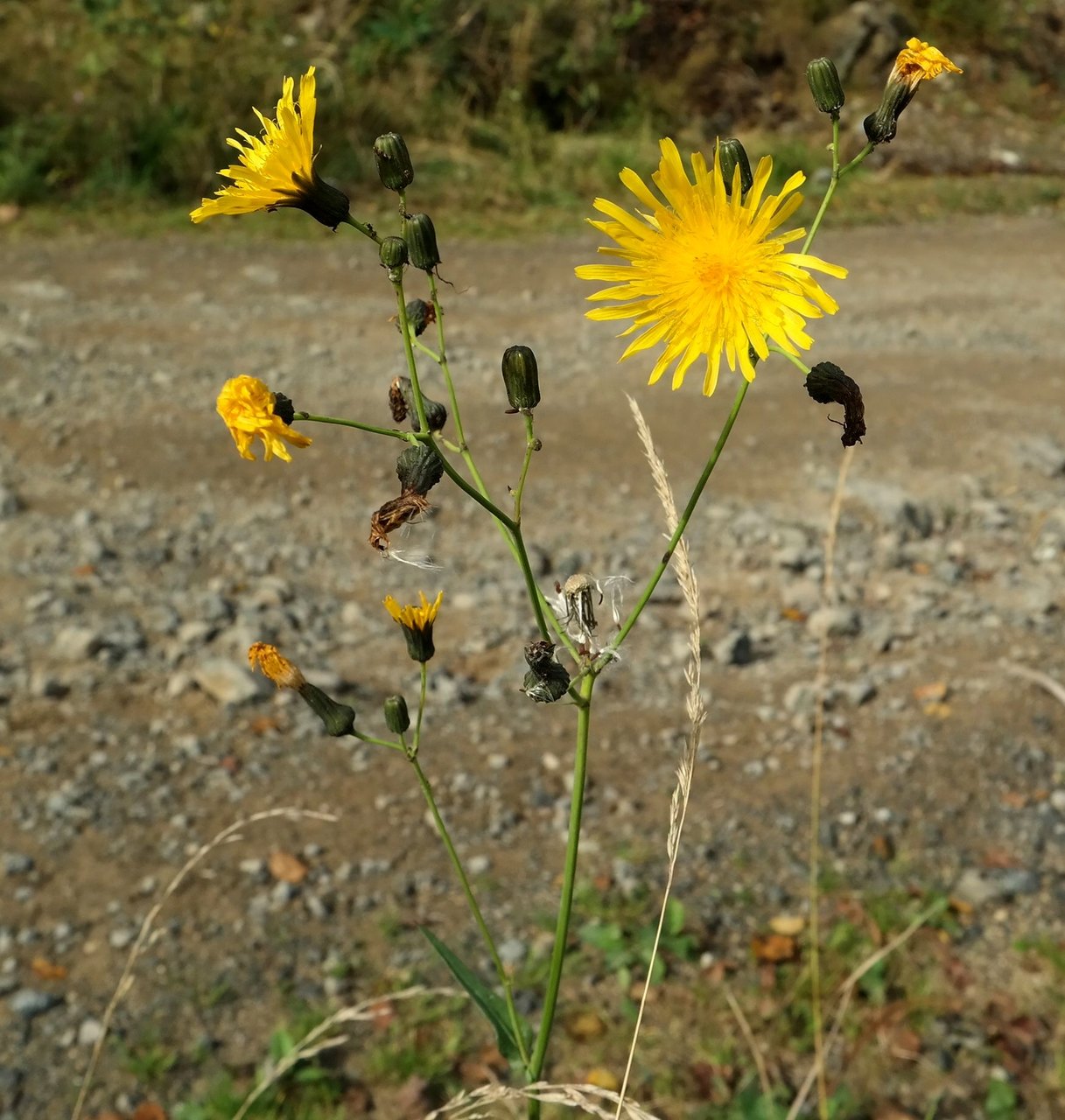 Image of Sonchus arvensis ssp. uliginosus specimen.