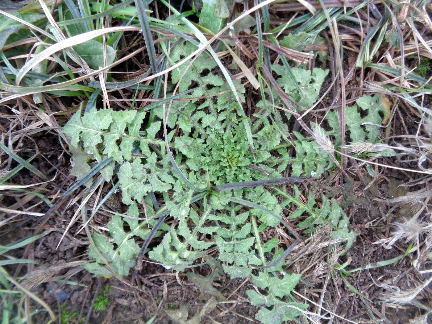 Image of Sisymbrium loeselii specimen.