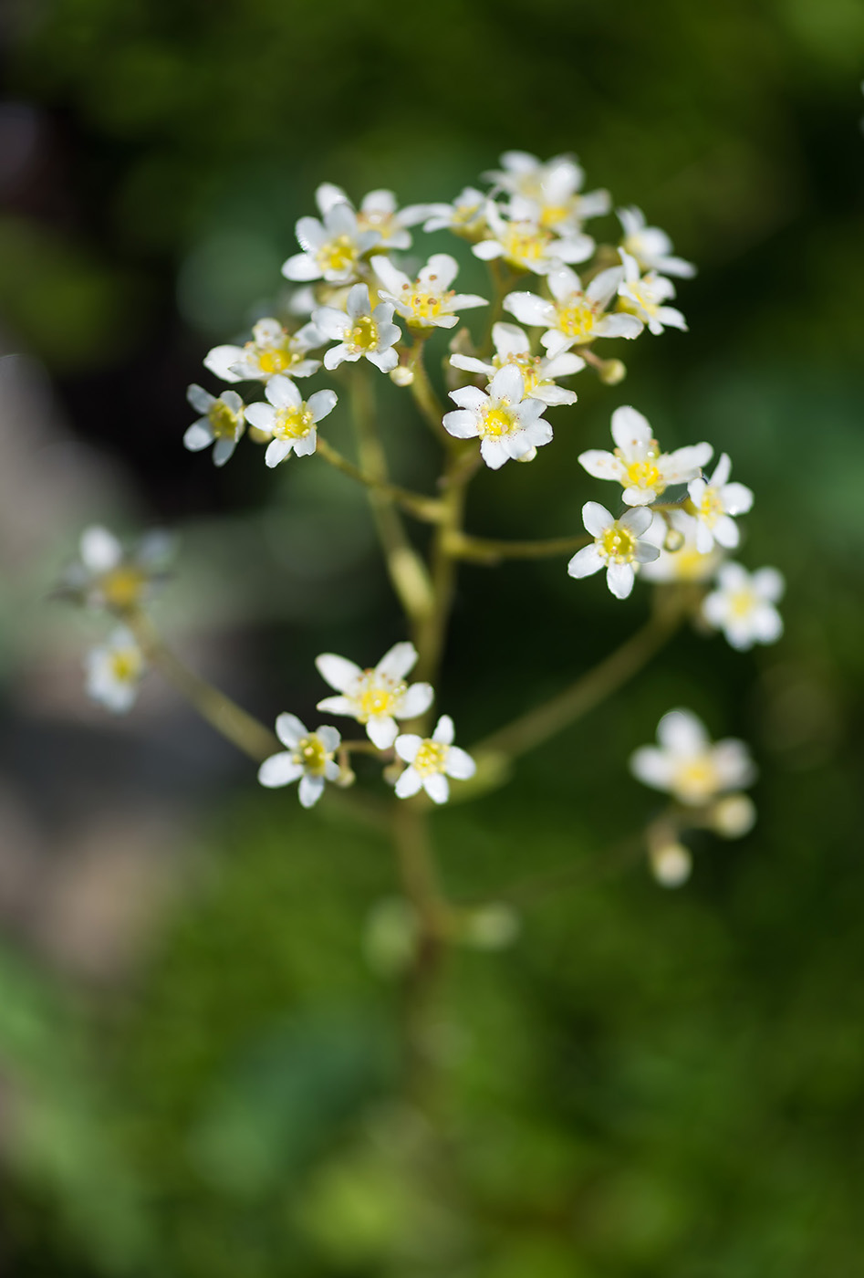 Image of Saxifraga cotyledon specimen.