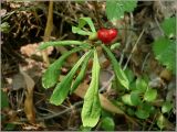 Daphne mezereum. Часть побега с листьями и плодами. Чувашия, окр. г. Шумерля, лесной массив \"Торф\". 25 июня 2010 г.