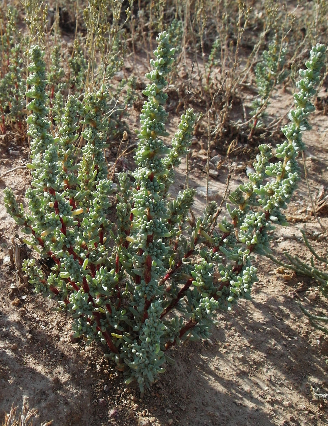 Image of Halogeton glomeratus specimen.