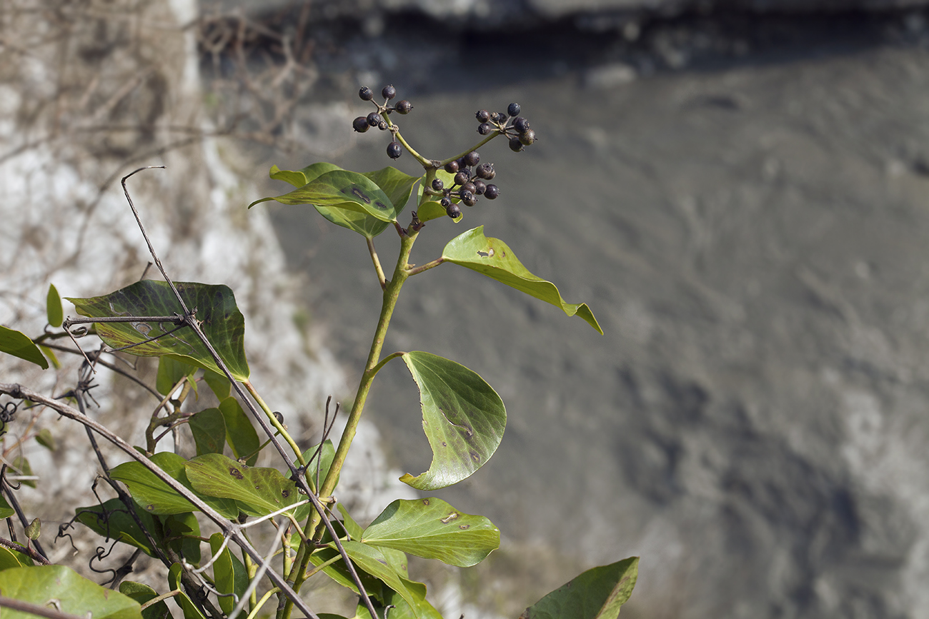 Image of Hedera colchica specimen.