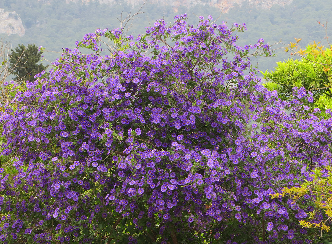 Image of Lycianthes rantonnetii specimen.