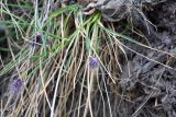 Sesleria phleoides