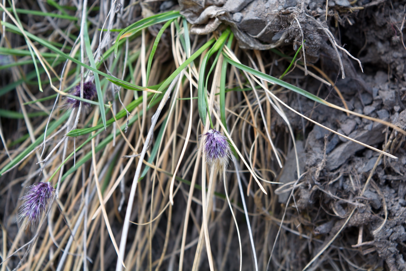 Изображение особи Sesleria phleoides.