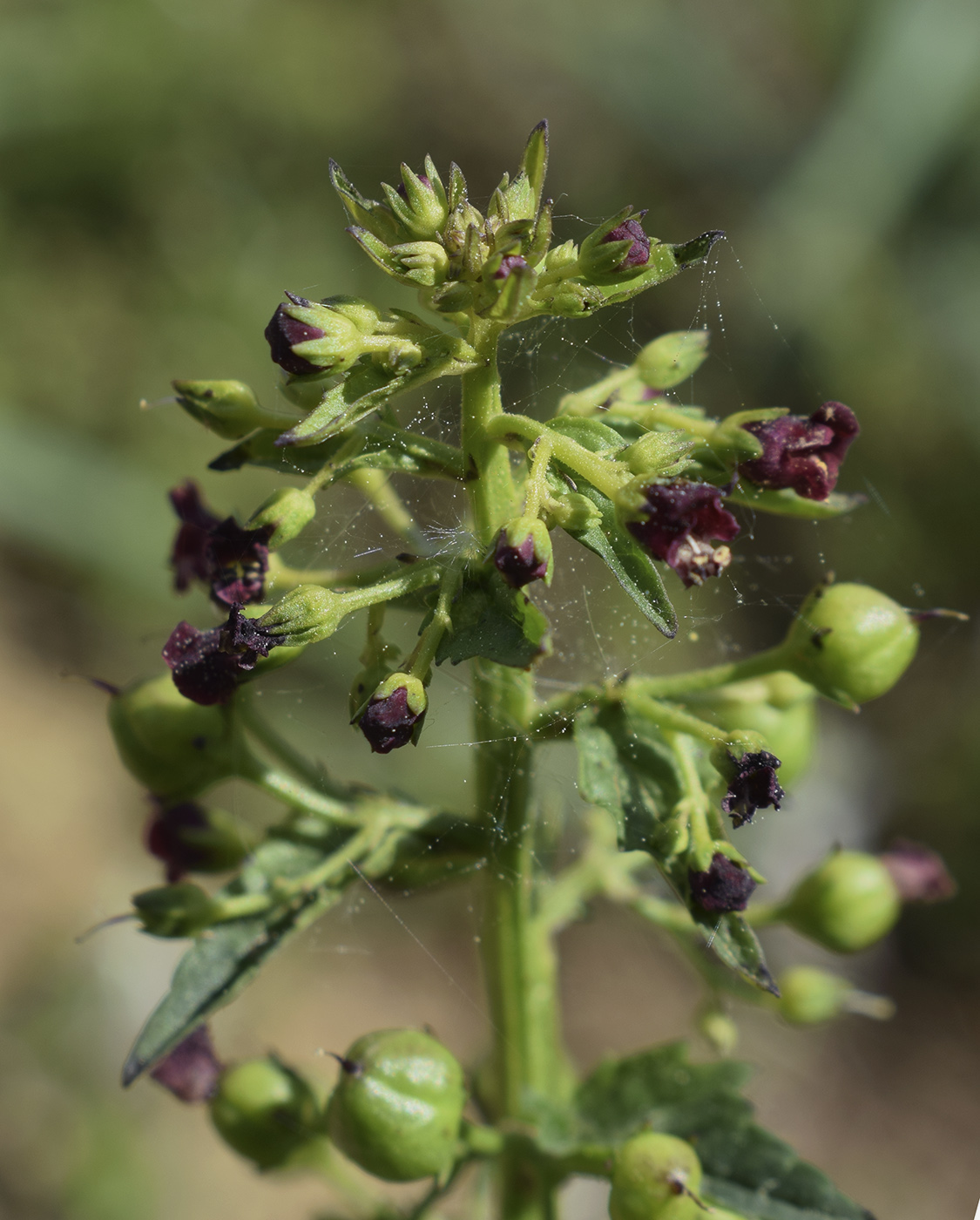 Изображение особи Scrophularia peregrina.