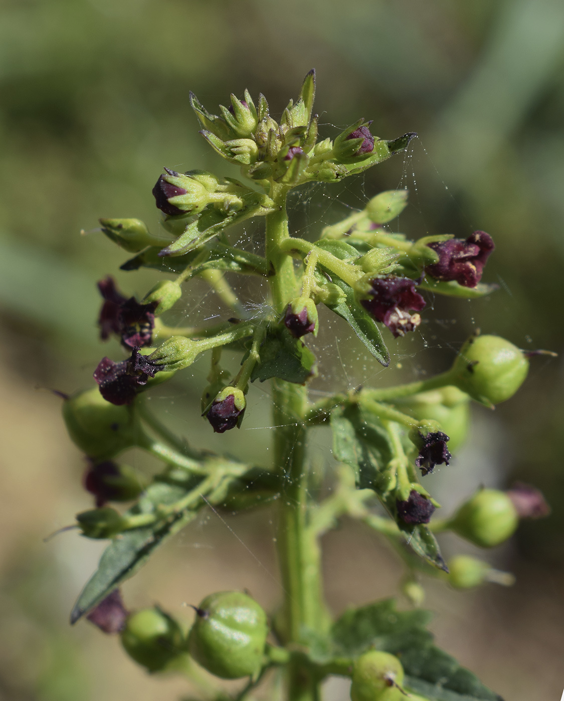 Image of Scrophularia peregrina specimen.