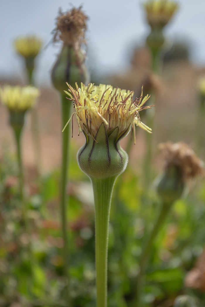 Изображение особи Urospermum dalechampii.