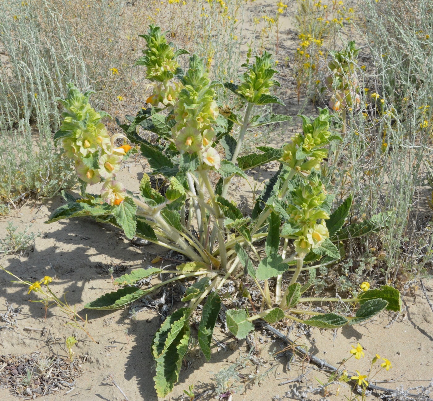 Изображение особи Eremostachys rotata.