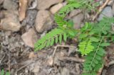 genus Vicia