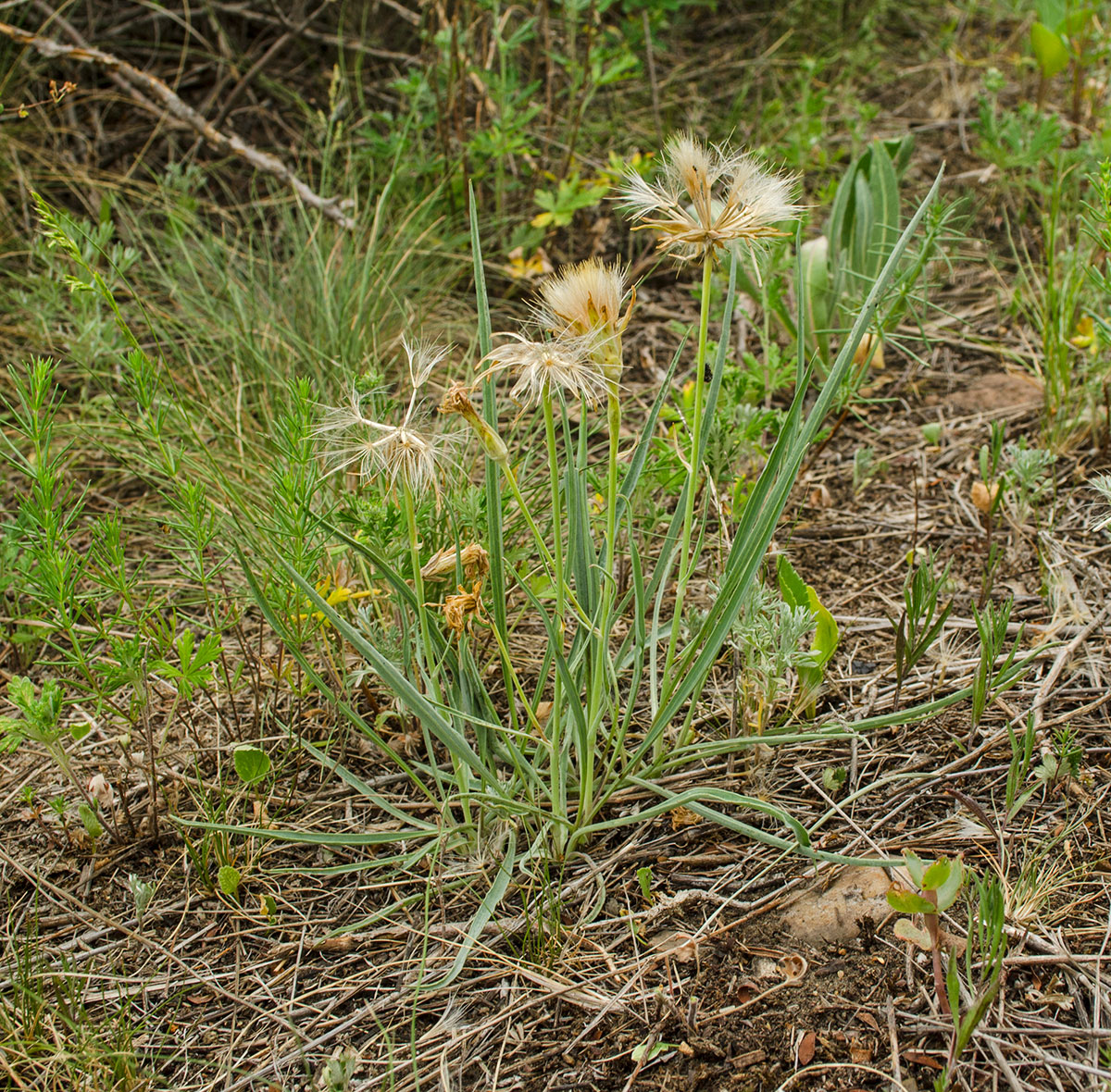 Изображение особи Scorzonera austriaca.