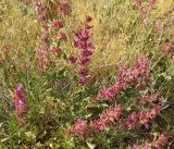 Salvia hydrangea