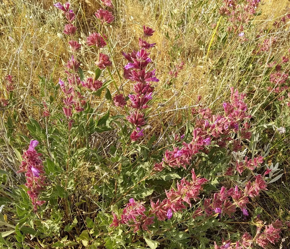 Изображение особи Salvia hydrangea.