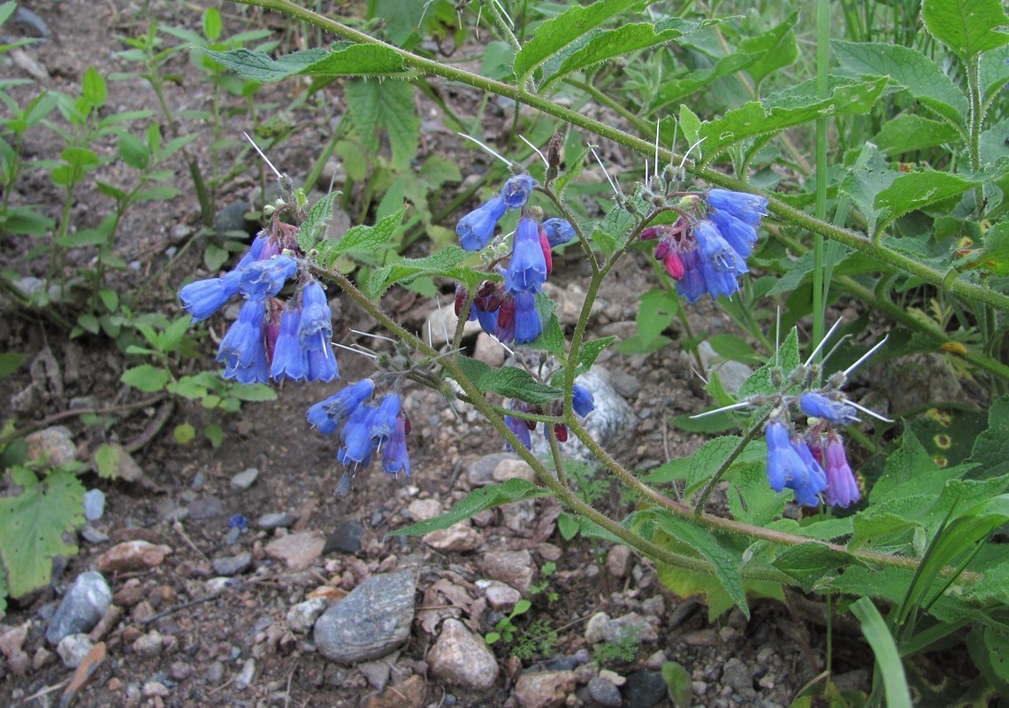 Изображение особи Symphytum asperum.