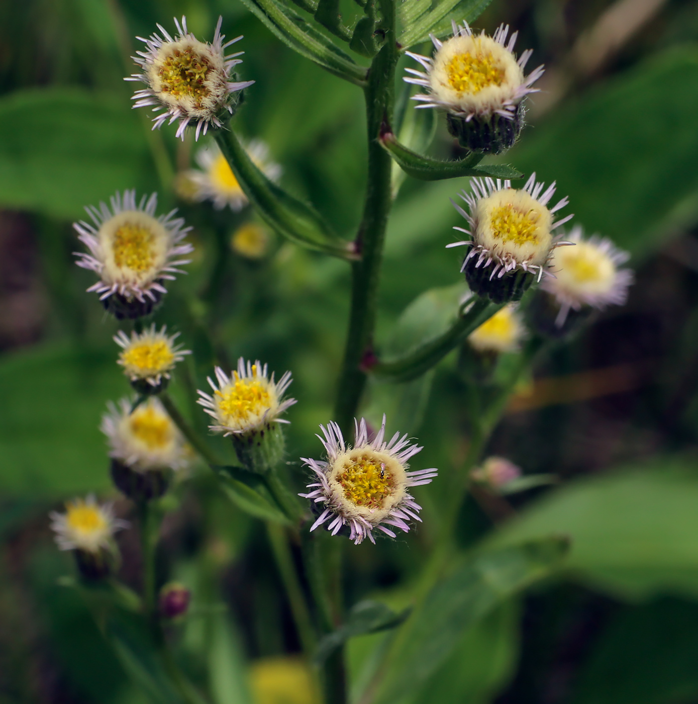 Image of Erigeron acris specimen.