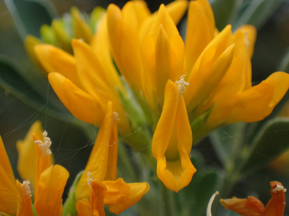 Image of Medicago arborea specimen.