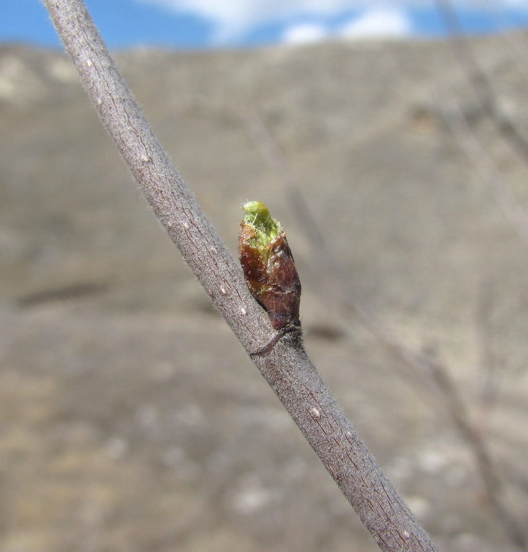 Image of genus Betula specimen.