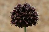 Allium fuscoviolaceum