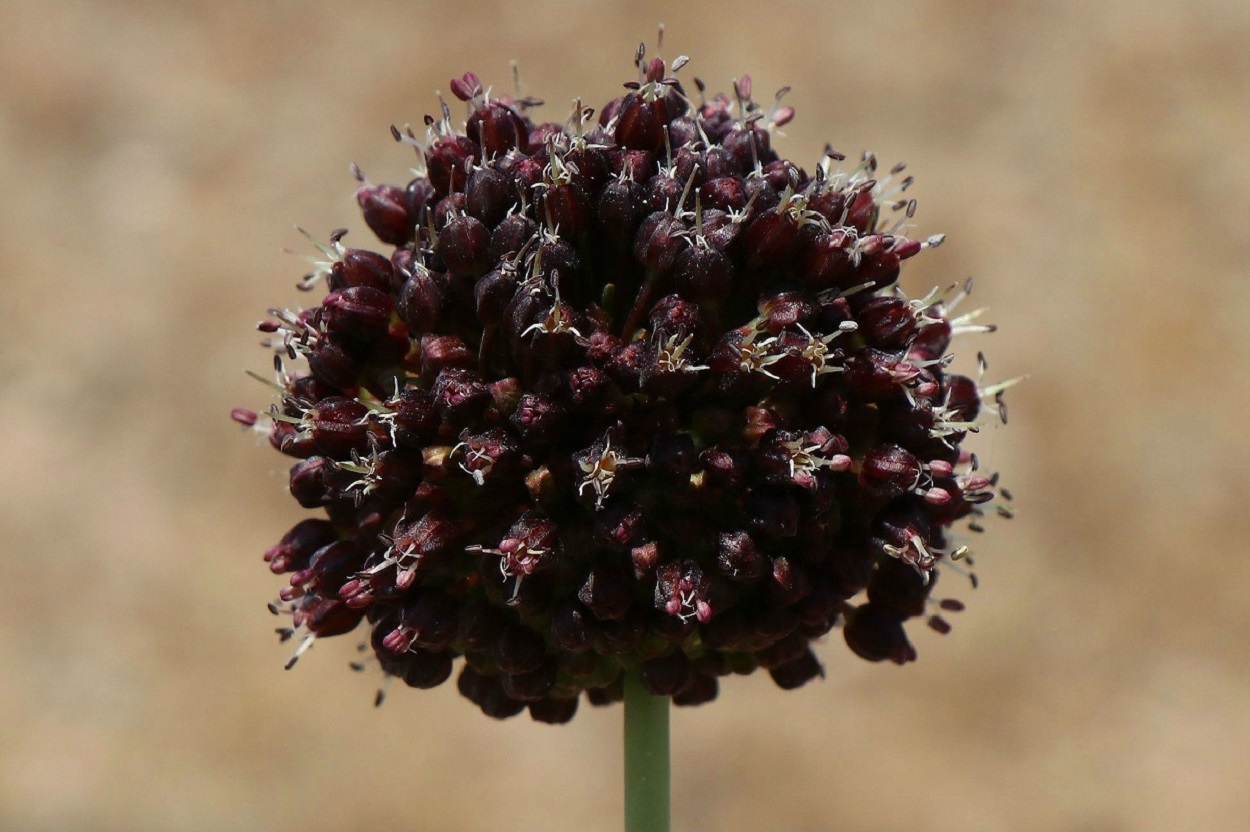 Image of Allium fuscoviolaceum specimen.