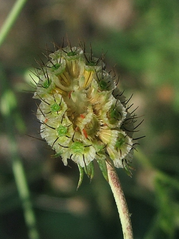 Image of Scabiosa praemontana specimen.