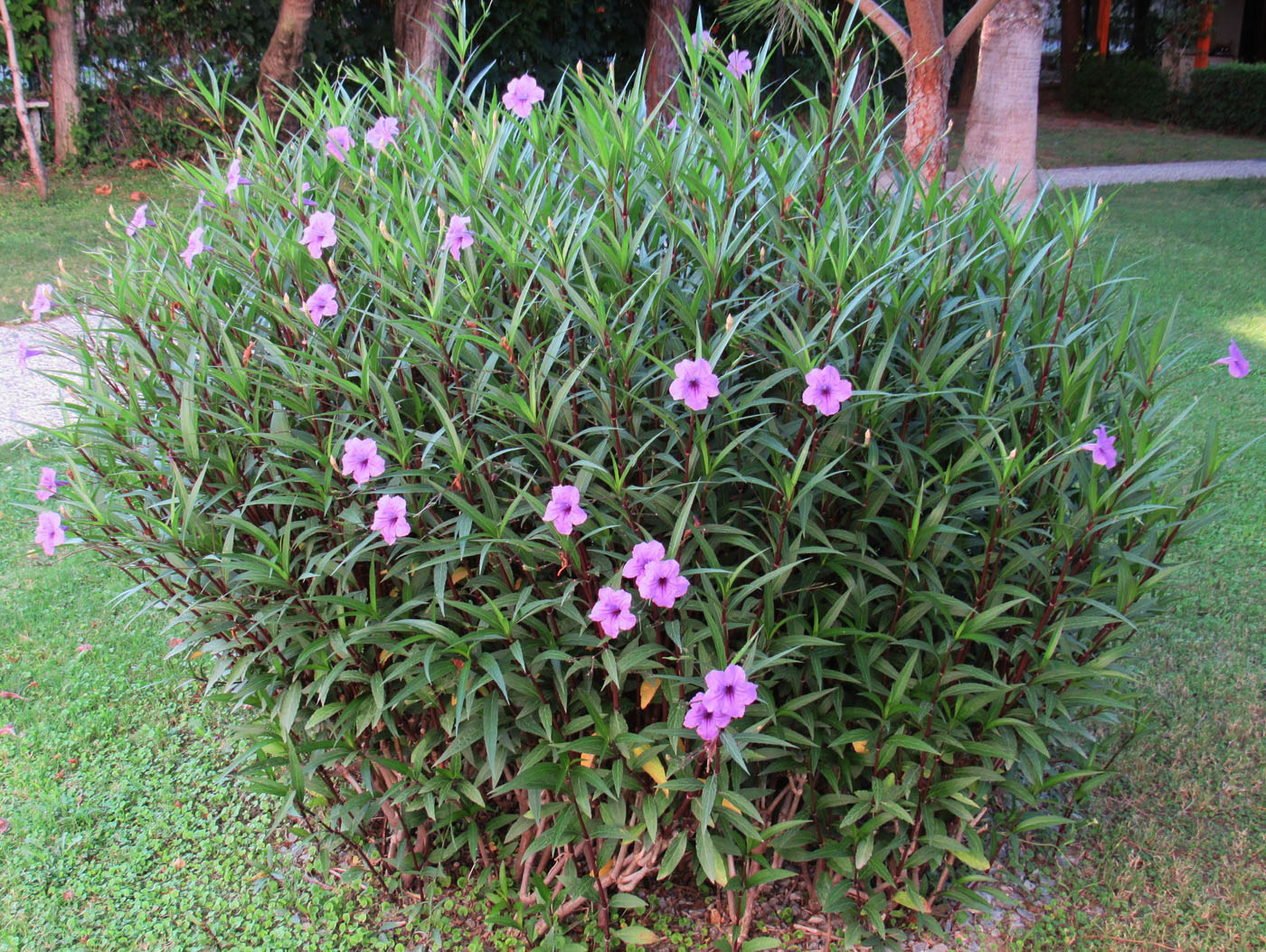 Image of Ruellia simplex specimen.