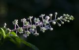 Phytolacca americana