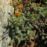 Anthemis marschalliana ssp. pectinata