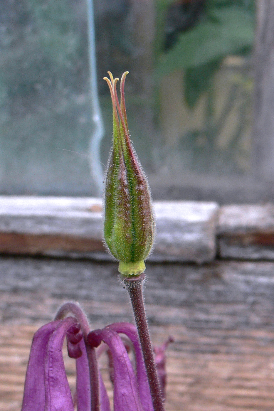 Image of Aquilegia vulgaris specimen.