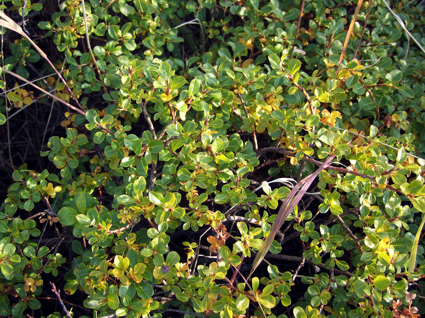 Image of Salix fuscescens specimen.