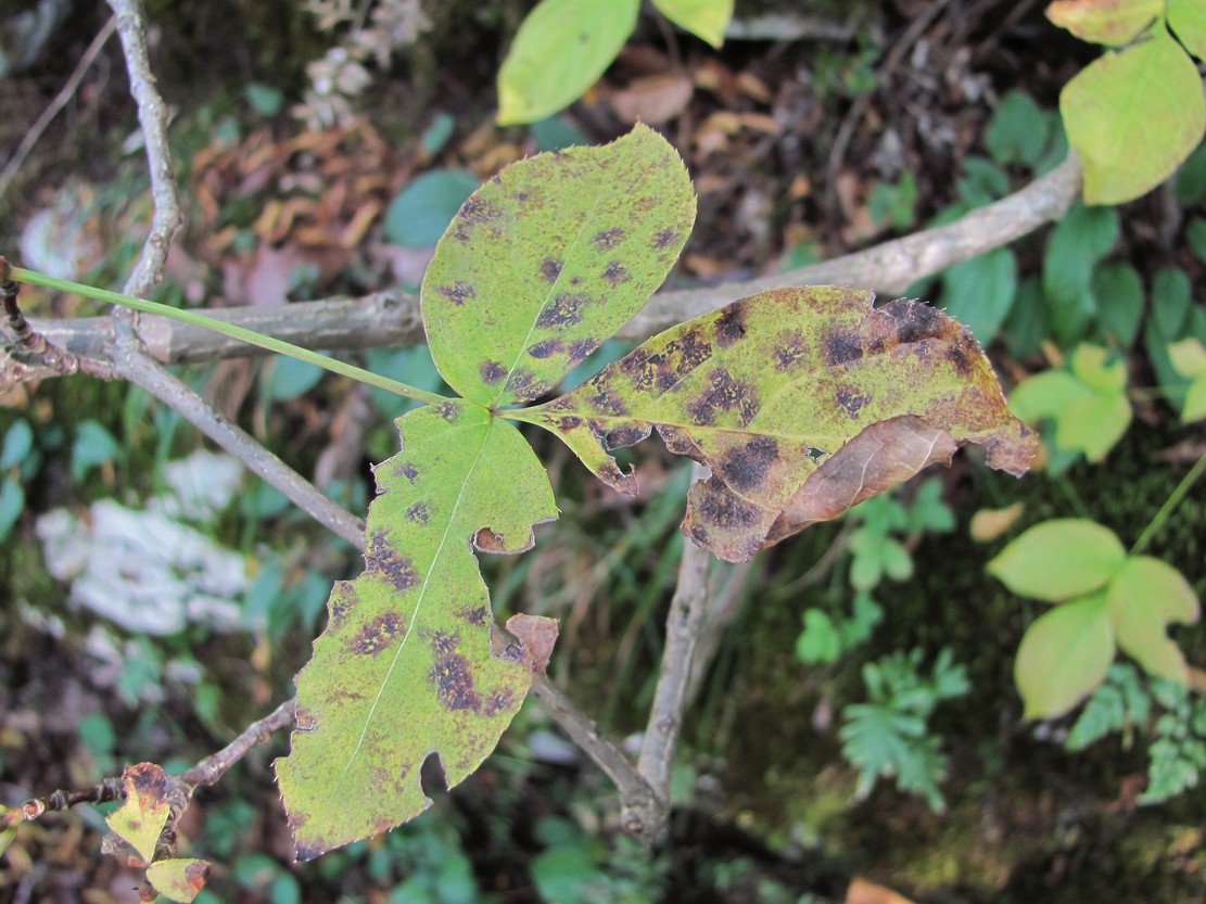 Image of Staphylea colchica specimen.