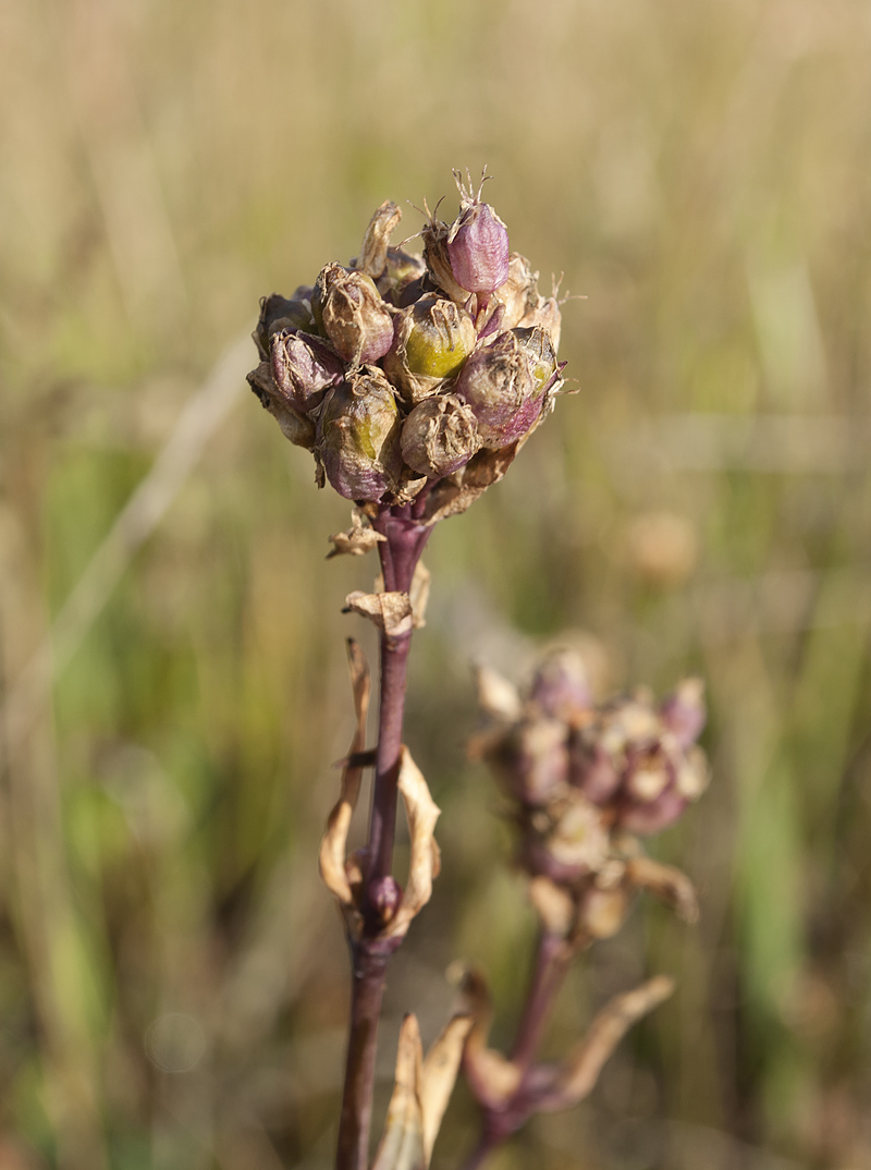 Image of Viscaria alpina specimen.