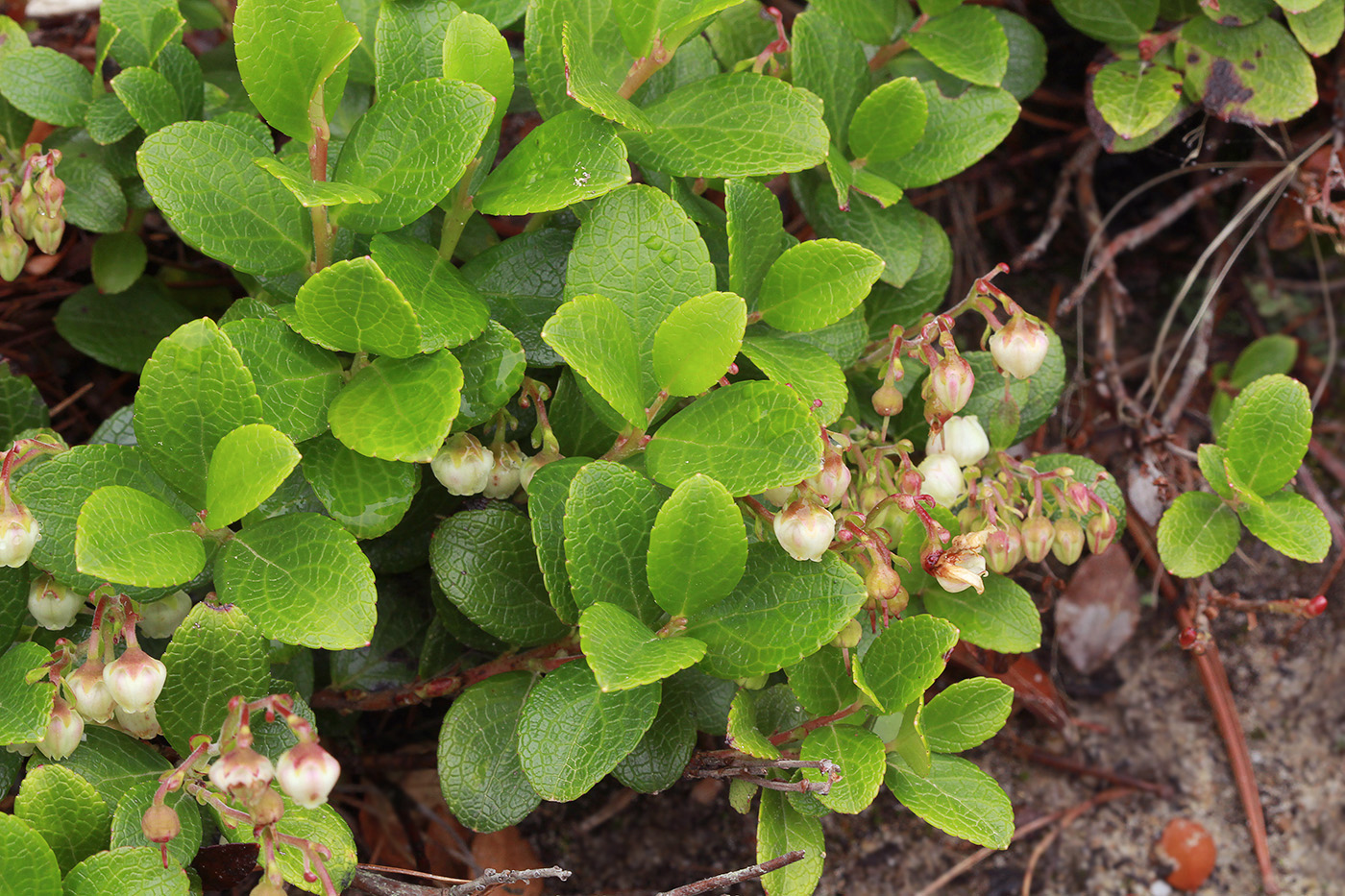 Image of Gaultheria miqueliana specimen.