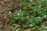 Anemone nemorosa. Цветущие растения. Санкт-Петербург, Курортный р-н, окр. пос. Комарово, смешанный лес. 27.05.2017.