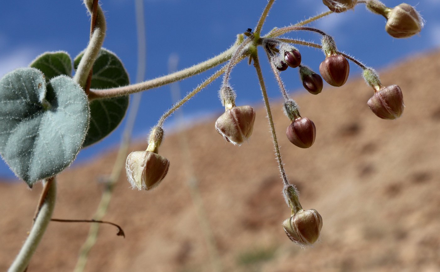 Изображение особи Pergularia tomentosa.