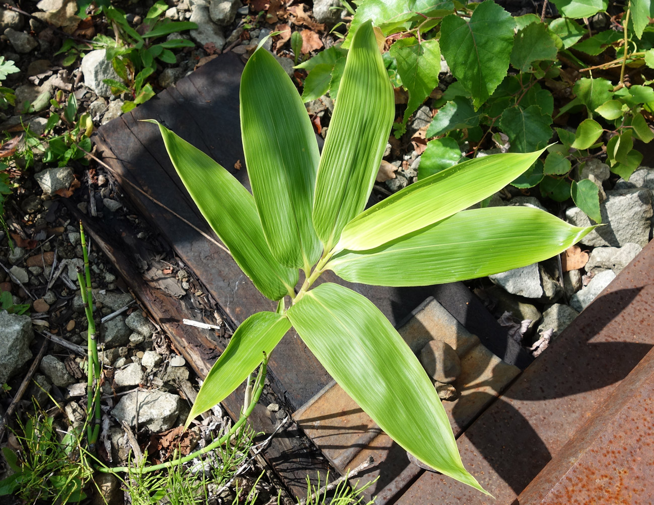 Image of genus Sasa specimen.