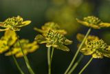 Bupleurum longifolium subspecies aureum