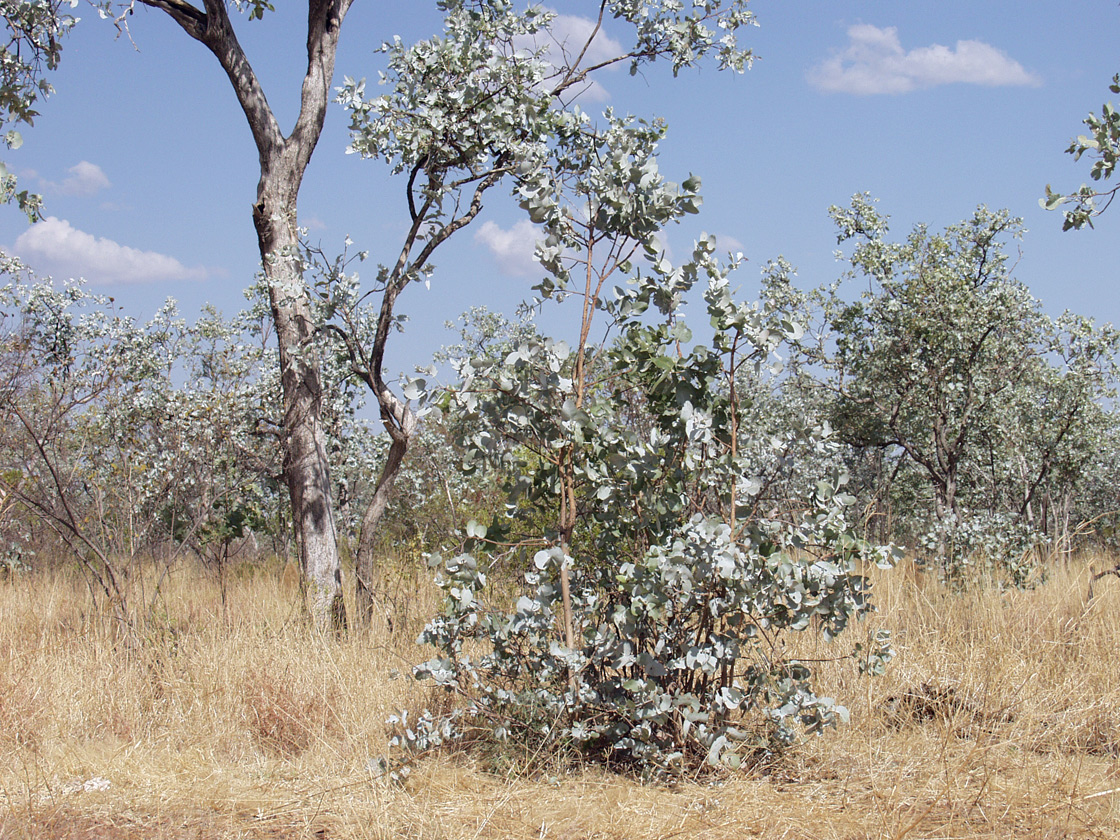 Изображение особи Eucalyptus pruinosa.