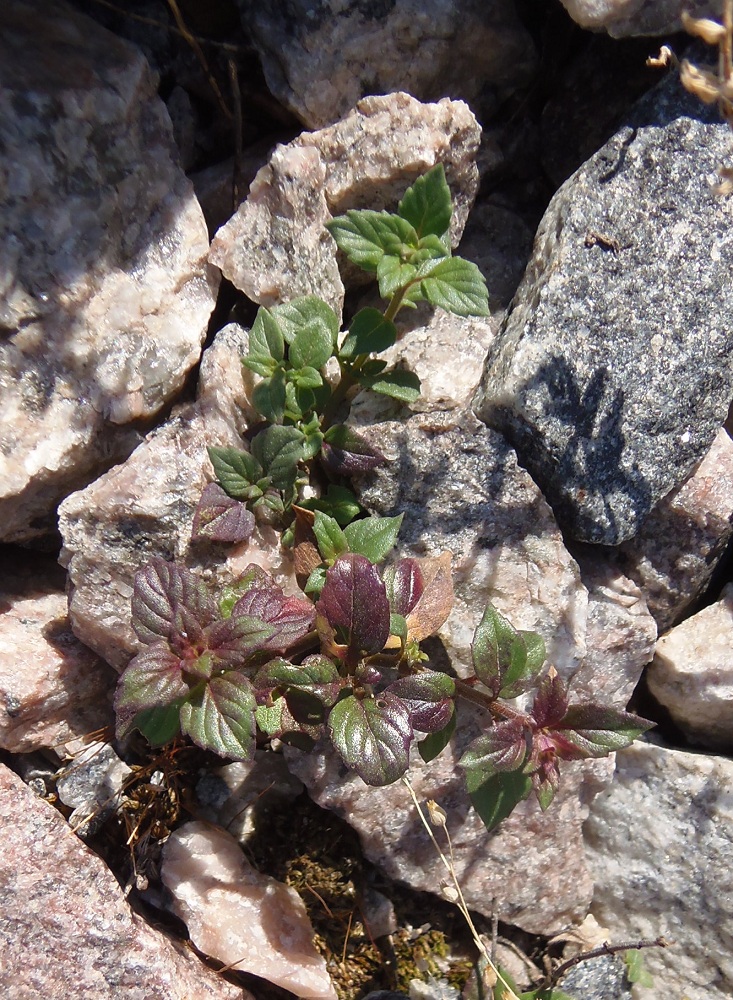 Image of Ziziphora acinos specimen.