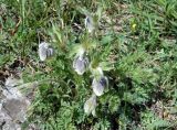 Pulsatilla campanella