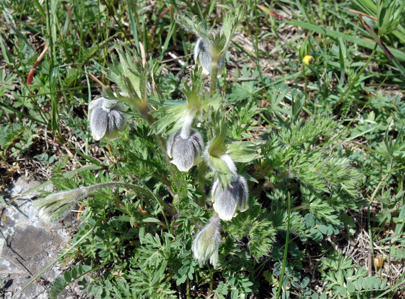 Изображение особи Pulsatilla campanella.