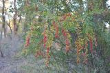 Berberis iliensis